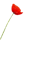 flowers anastasia - 無料のアニメーション GIF