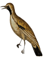 golden bird - δωρεάν png