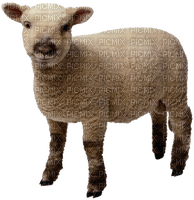 Kaz_Creations Sheep - png gratis
