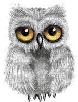 Kaz_Creations Birds Bird Owls Owl - zdarma png