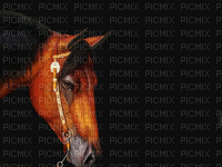 horse head bp - Darmowy animowany GIF