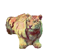 tigre - Ilmainen animoitu GIF
