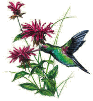 Hummingbird bp - GIF animasi gratis