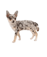 Chihuahua - png grátis