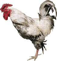 GALLO - Free PNG