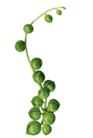 Bladkvist---Leaf twig - 免费PNG