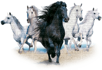 Chevaux - δωρεάν png