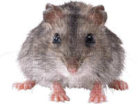 Kaz_Creations Rat Mouse - 免费PNG
