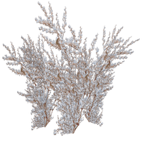 snow_bush-plant-tree - gratis png