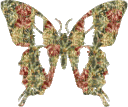 animated butterfly - Besplatni animirani GIF