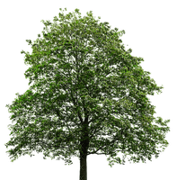 trees bp - ingyenes png