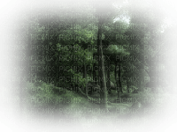 skog--träd - 無料png