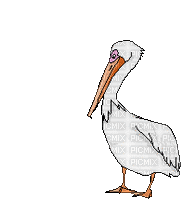 Pelikan - Free animated GIF