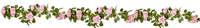 Roses - ücretsiz png