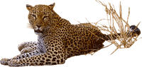 Kaz_Creations Animal-Jaguar - PNG gratuit