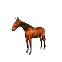 horse. horses bp - GIF animado grátis