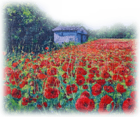 poppy field landscape