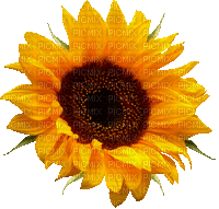 Animated.Sunflower.Brown.Yellow - By KittyKatLuv65 - Бесплатный анимированный гифка