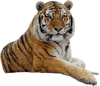 minou-animal-tiger - Free PNG