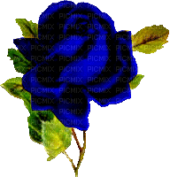 rosa azul-l - Gratis animerad GIF