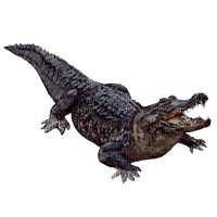 alligator - png gratis