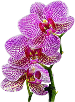 орхидея - bezmaksas png