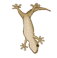 gecko - Бесплатный анимированный гифка