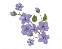 blommor--lila--flowers-purple - безплатен png