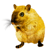 rodent - png gratuito
