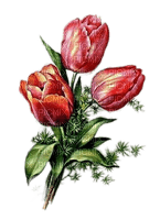 Tulpen, Rot - png gratis