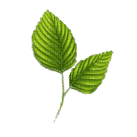 зеленые листочки - Безплатен анимиран GIF