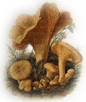 Pilze, Pfifferlinge, Herbst - nemokama png