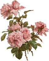 blommor--rosor - darmowe png