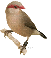 Bird Sparrow - GIF animado gratis