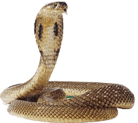 Kaz_Creations Snake - PNG gratuit