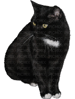 MMarcia gif gato preto - Free animated GIF
