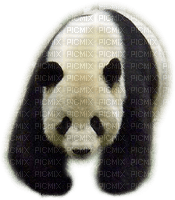Kaz_Creations Animals Pandas Panda - gratis png
