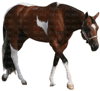 caballo - png grátis