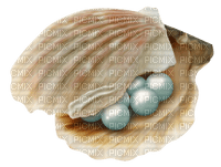 seashell Bb2 - безплатен png