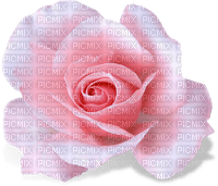 rosa - PNG gratuit