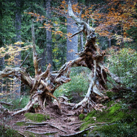 Rena Zauberwald mystisch Forest - gratis png