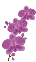 orchids - δωρεάν png