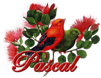Name Pascal - PNG gratuit