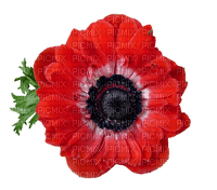 anemone-Nitsa - png grátis