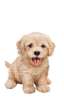 puppy - 免费PNG
