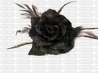 Tube rose noire gothique - ingyenes png