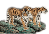 tigres - nemokama png