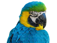 Parrot birds bp - ilmainen png
