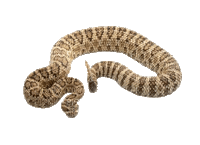 Snake - GIF animasi gratis
