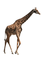 aze girafe - Free PNG
